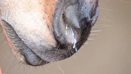 Medizin Kompendium Equine Influenza