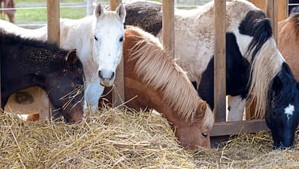 Stallsuche der Profis