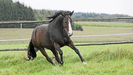 CAVALLO Bewegungsmangel im Stall 
