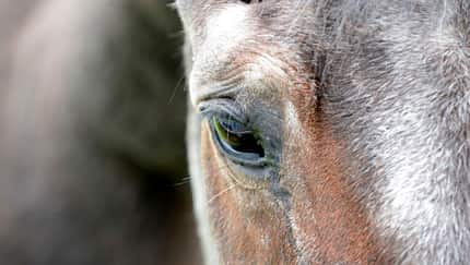 CAVALLO Demenz bei Pferden