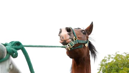 Pferd in Panik am Anbinder 