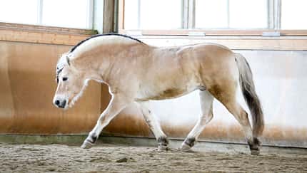 CAVALLO Winterzeit, Freilaufzeit