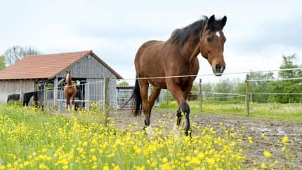 Pferd auf einem Paddocktrail