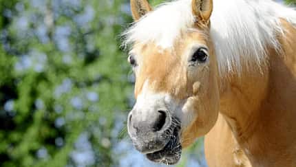 Haflinger im Porträt
