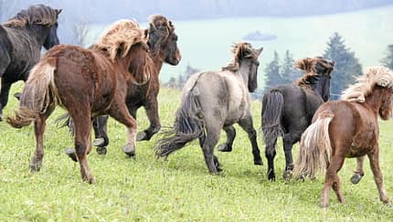 Verhaltendebatte - Sind Pferde Rassisten? 