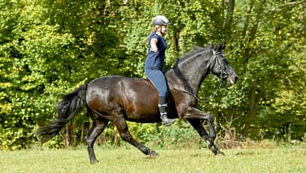 Eine Frage drei Expeten - Reiten ohne Sattel