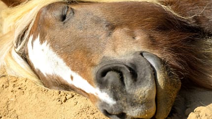 CAVALLO Neue Einstreu-Arten im Test