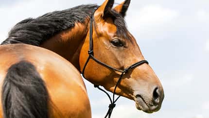CAV Doping Nada Pferd Training Knotenhalfter Warmblut