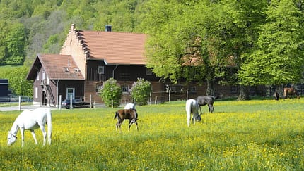 Stuten mit Fohlen auf der Weide in Marbach