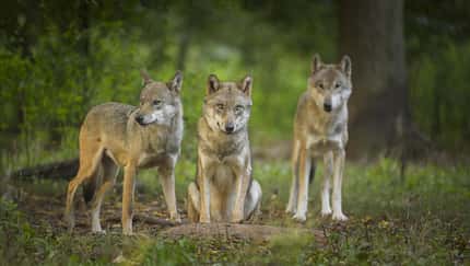 Gruppe von drei Wölfen am Waldrand 