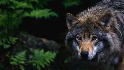 Wolf auf der Jagd 