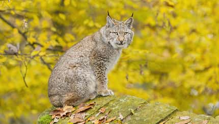 Luchs im herbstlichen Wald, Deutschland 