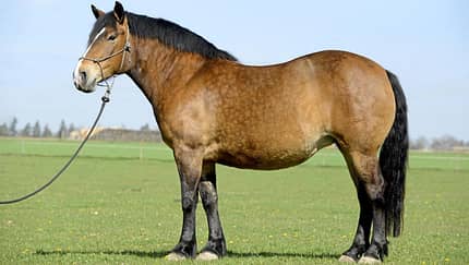 Pferd mit Equinem Metabolischem Syndrom 