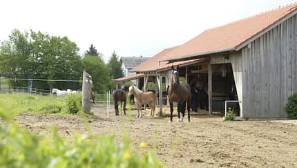 Pferde im Offenstall