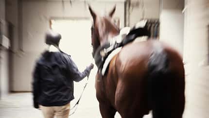 Pferd und Reiterin von oben gesehen 