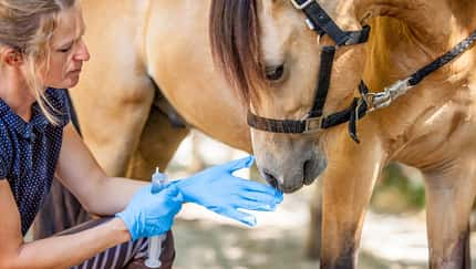 Frau neben Pferd zieht Gummihandschuhe an