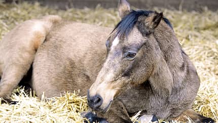 Wie erkennt man Lebererkrankungen beim Pferd? 