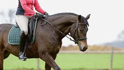 Pferd mit offenem Genick 
