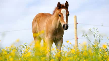 CAV Pferd Herde Weide Koppel Grasen Fohlen