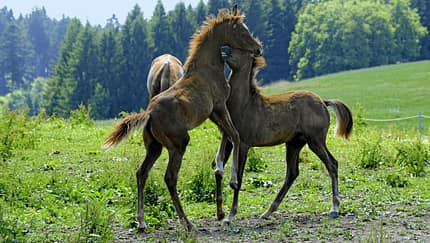 Was hilft Pferden bei Nasenbluten?
