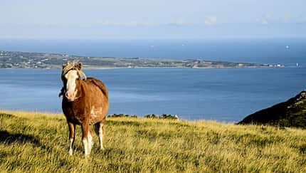 CAVALLO Bergponys in Wales