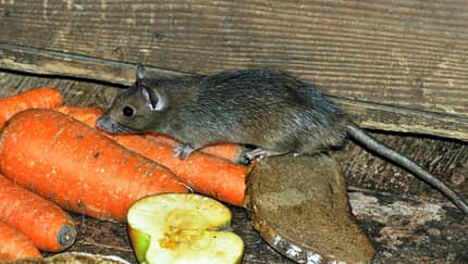 CAVALLO Für Mäuse und Ratten sind Ställe ein Paradies