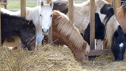 CAVALLO Fütterung nach Maß