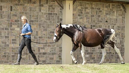 CAVALLO Katja Schnabel zeigt Signale, die zum Folgen animieren