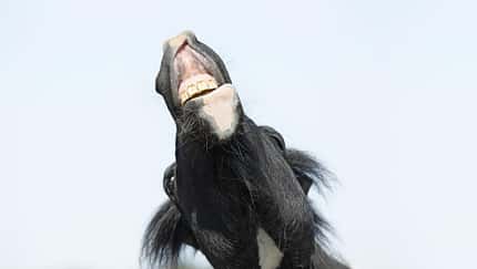 CAVALLO Trainingsmythen
