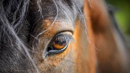 CAVALLO Dossier Lebensqualität