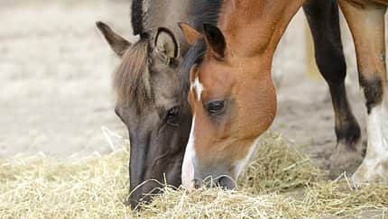 CAVALLO Faser-Fiebel
