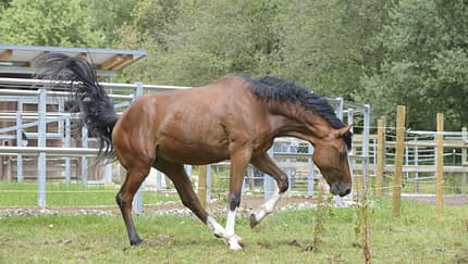 Ein Pferd gerät auf der Weide ins Schwanken, was auf einen Schlaganfall hindeutet