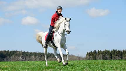 Reiterin mit einem Schimmel auf einer Wiese im Galopp