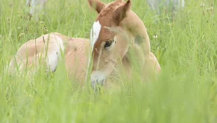Das Fragile Foal Syndrom (WFFS) endet tödlich