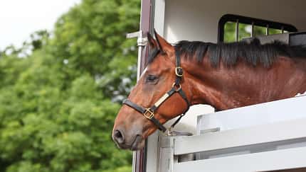 Braunes Pferd schaut aus einem Pferdetransporter