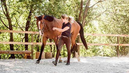 CAVALLO Training auf Augenhöhe