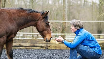CAVALLO Neustart fürs Problempferd Criollo J.C.