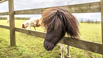 CAVALLO Weidezaun