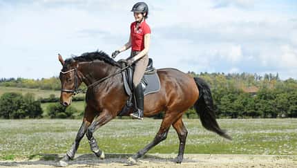 CAVALLO Das hält uns den Rücken frei