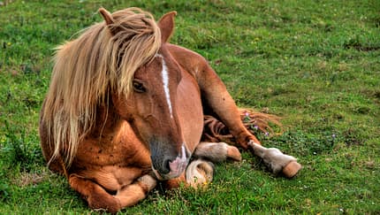 CAVALLO Wieder-Aufbau: Darmsanierung