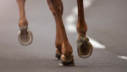 Pferd rennt auf Asphalt Nahaufnahme