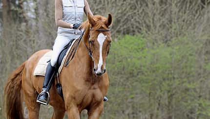 CAVALLO Diese Hilfe hat Gewicht: Bückeburg-Methode