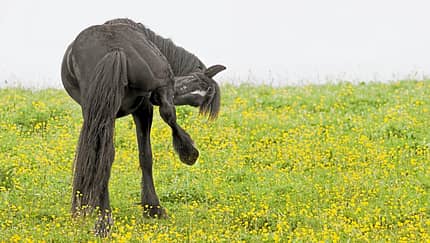 CAVALLO Das juckt uns nicht mehr