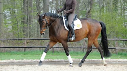 Harmonie im Offenstall