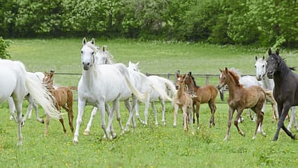 CAVALLO Vollblut, Warmblut, Herzblut, Landgestüt Marbach, Araberstuten mit ihren Fohlen