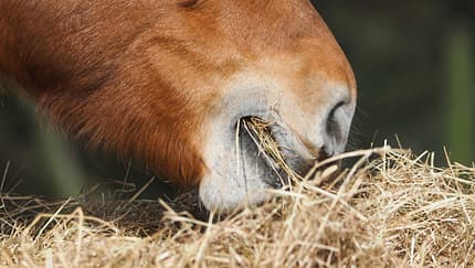 Nahaufnahme: Ein Pferd frisst Heu