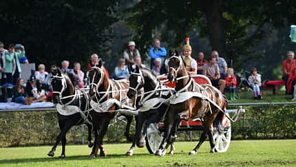 Hengstparade in Neustadt (Dosse)