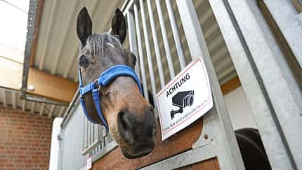CAVALLO Überwachungskameras, Pferd in Pferdebox mit Kameraüberwachungsschild, Pferd schaut aus Box