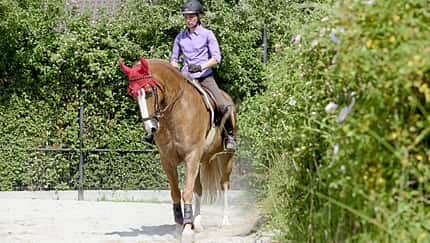 CAVALLO Schub-und-Tragkraft, Seitengänge wie das Schulterherein