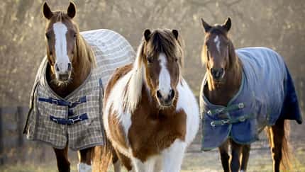 CAVALLO Pferdedecken-Spezial, 3 Pferde im Herbst, zwei mit Decken und eins ohne mit Winterfell